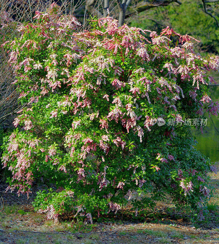 Pieris japonica /日本仙女座菌株/日本Pieris